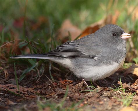 Dark-eyed Junco "Junco hyemalis" | Boreal Songbird Initiative