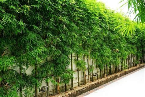 9 Bamboo Plants To Grow In Pots | Bamboo Plants HQ