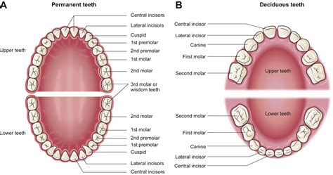 Deciduous Teeth Diagram