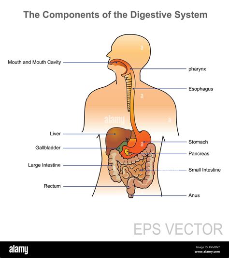 Digestive System Accessory Organs Diagram