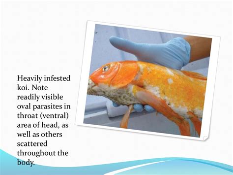 ectoparasites disease in fish