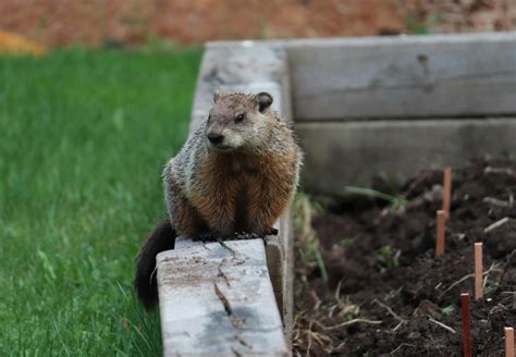 Free stock photo of garden, groundhog