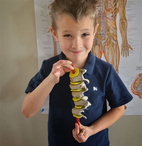 A school of fish: Spinal Cord model with egg carton and licorice