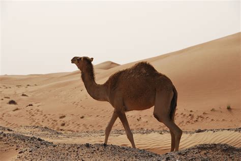 The Camel | Biggest Animal In The World Basic Facts & Pictures ...