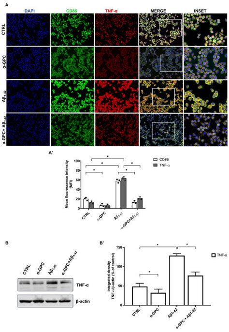 Cells | An Open Access Journal from MDPI