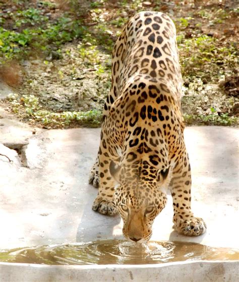 Hyderabad's Gland Pharma adopts 27 zoo animals at Rs 20 lakh