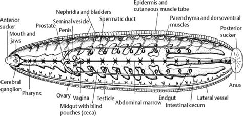 Hirudinea Leech Anatomy