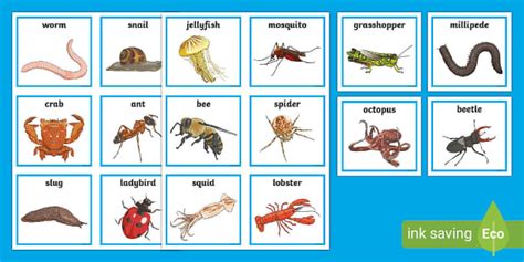 Invertebrate Animal Skeleton Sorting Cards (Teacher-Made)