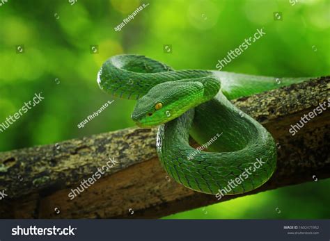 Green Viper Snake Venomous Poisonous Snake Stock Photo 1602471952 ...