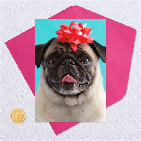 Pug Dog Wearing Ribbon Bow Funny Birthday Card - Greeting Cards - Hallmark