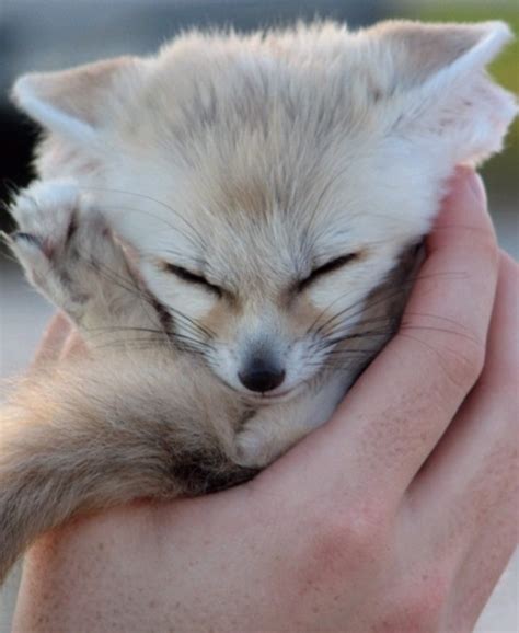 Baby fox | Funny Pictures, Quotes, Pics, Photos, Images. Videos of Really Very Cute animals.