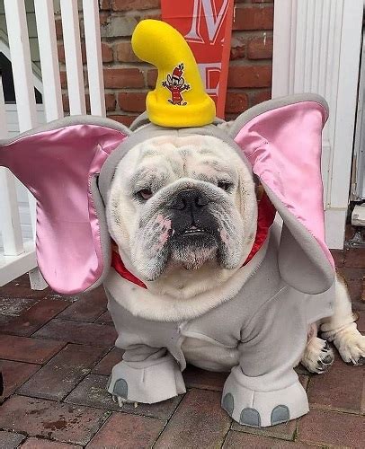 Best English Bulldog Costumes for Halloween.