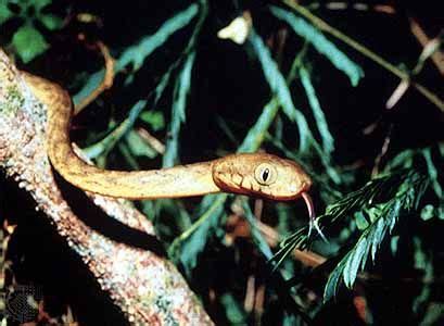 brown tree snake | Habitat, Control Methods, & Facts | Britannica.com