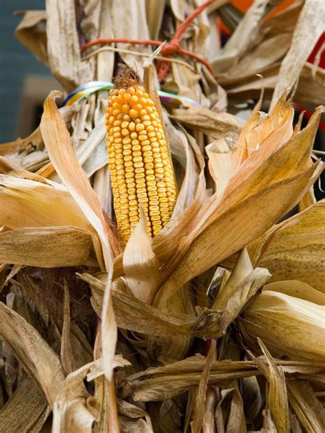 DIY Corn Husk Wreath – Tips For Making A Corn Husk Wreath