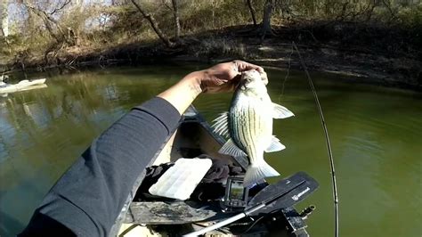 FISHING FOR WHITE BASS AND YELLOW BASS IN THE CREEK 💣 - YouTube