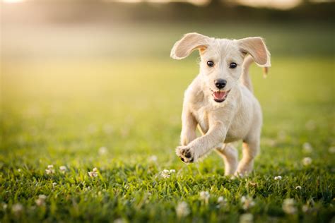 Puppy running at the park - Dog's Best Friend Training