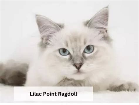 Mèo Ragdoll mắt xanh | hoa hậu thân thiện trong giới mèo