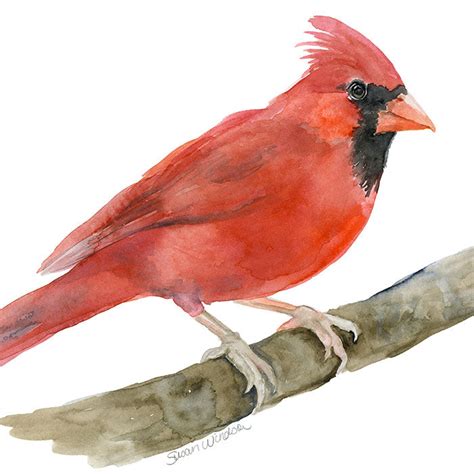 Red Cardinal Original Watercolor Painting – Susan Windsor