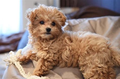 Adorable Chipoo - Chihuahua Poodle Mix Dog