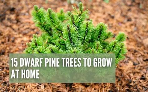 15 Dwarf Pine Trees To Grow At Home