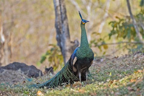 Myanmar Birding Tours - Burma - Birds of Myanmar - Birdquest