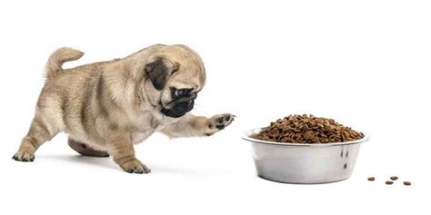 A Look At The Best Puppy Food for Pugs And Why Diet Matters - Black Pug ...