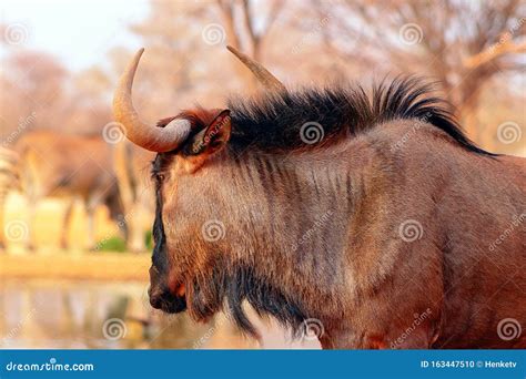 African Wild Animals. Blue Wildebeest Large Antelope Stock Photo - Image of game, park: 163447510