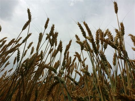 Wheat Fields Free Stock Photo - Public Domain Pictures