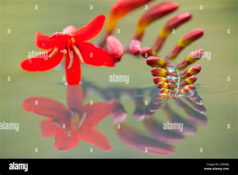 Montbretia flower reflected; UK Stock Photo - Alamy