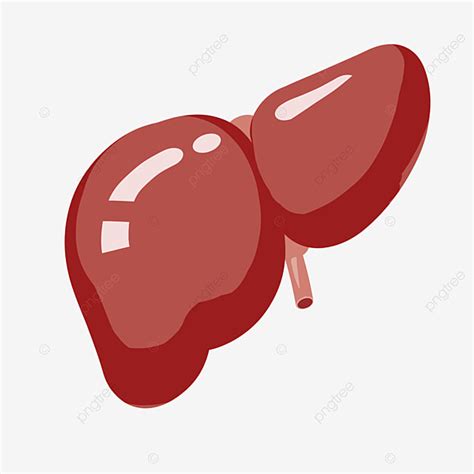 Liver Cartoon Clipart Vector, Hand Drawn Cartoon Liver Illustration, Liver Clipart, Cartoon ...