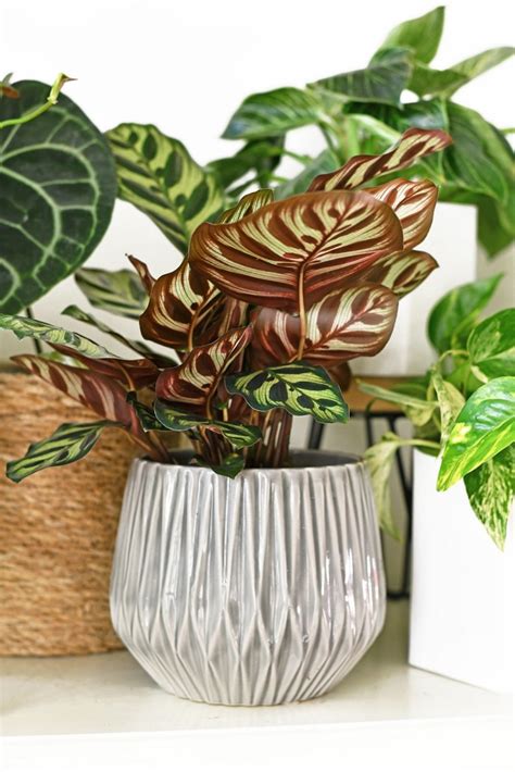 20 Air-Purifying Houseplants Safe for Dogs and Cats • Sarah Blooms