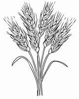 Grains Coloring Pages sketch template
