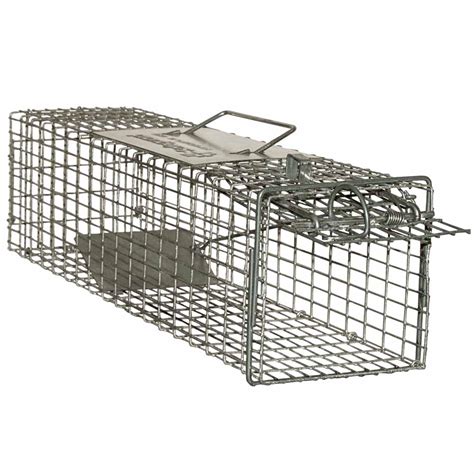 What To Bait Squirrel Trap With | Find Out Here | All Animals Guide