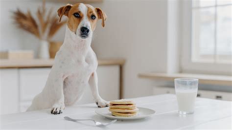 Dog pancakes