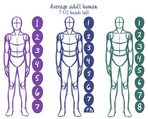 Drawing humans [1/?]: Basic proportions | Body proportion drawing, Drawing body proportions ...