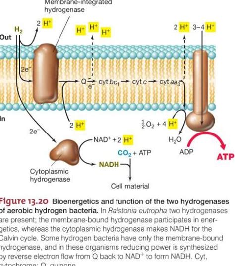 What is Chemolithotrophs / Chemolithotrophy? - Microbes World