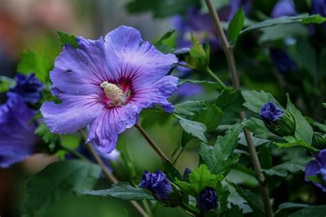 Propagate Hibiscus: How It Works With Cuttings - Gardeninguru