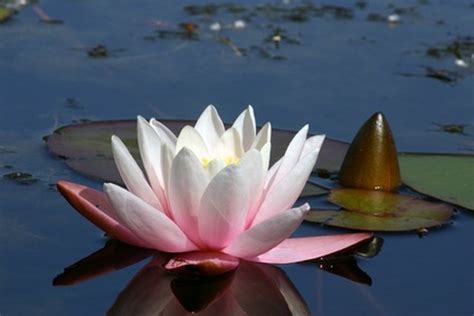 What Do Water Lilies Symbolize? | Hunker