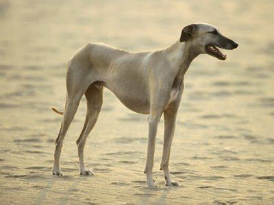 Sloughi (Arabian Greyhound) Info, Temperament, Puppies, Pictures