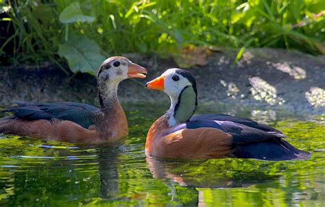 African Pygmy Goose - British Waterfowl Association