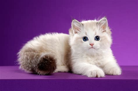 Download Baby Animal Kitten Animal Cat HD Wallpaper