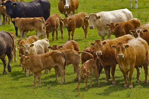 Rearing Replacements Is Vital For Future Of Suckler Herds - MED ...