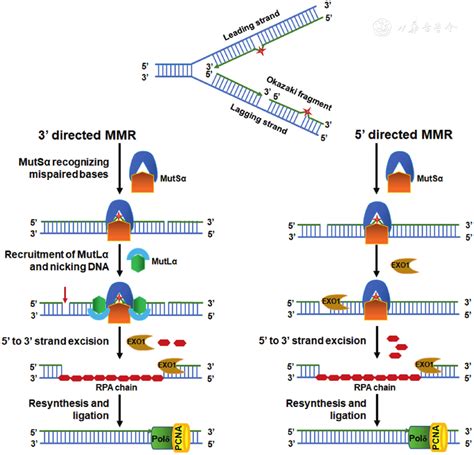 Multi-functions of exonuclease 1 in DNA damage response and cancer susceptibility | Radiation ...