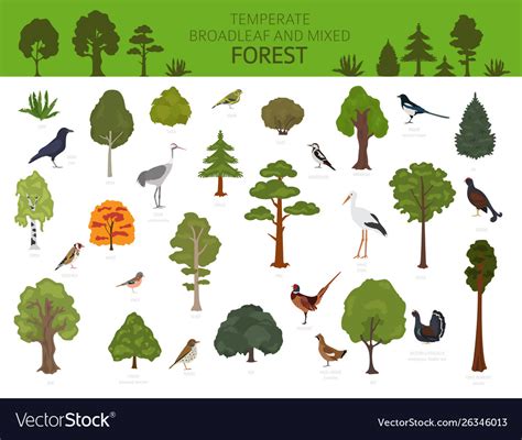 Temperate broadleaf forest and mixed forest biome Vector Image