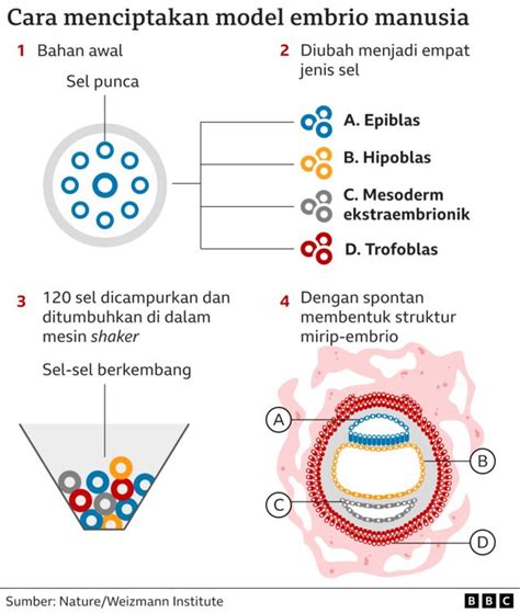 Riset: Ilmuwan ciptakan model embrio manusia lengkap, tanpa sperma atau ...