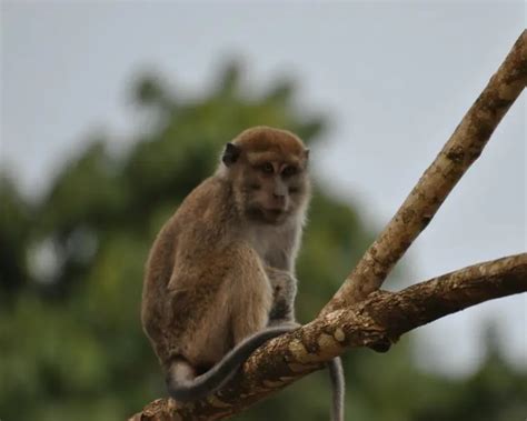 Long-Tailed Macaque - Facts, Diet, Habitat & Pictures on Animalia.bio