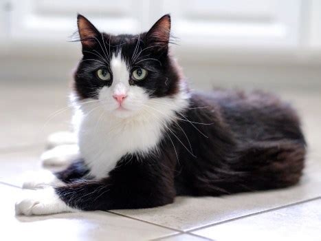 Tuxedo cat Persimmon is sweet, full of amazement – Orange County Register