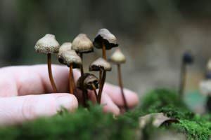 What Are Hallucinogens? Types of Hallucinogens - Crest View