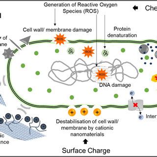 Schematic depicting the methods of transport of polymeric nanoparticles... | Download Scientific ...