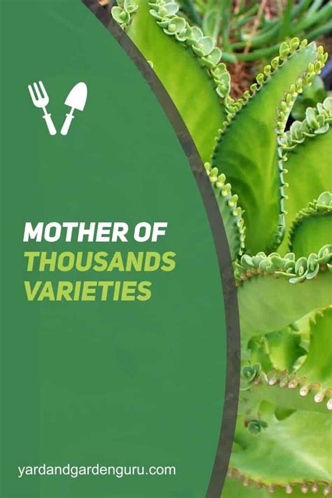 Mother Of Thousands Varieties